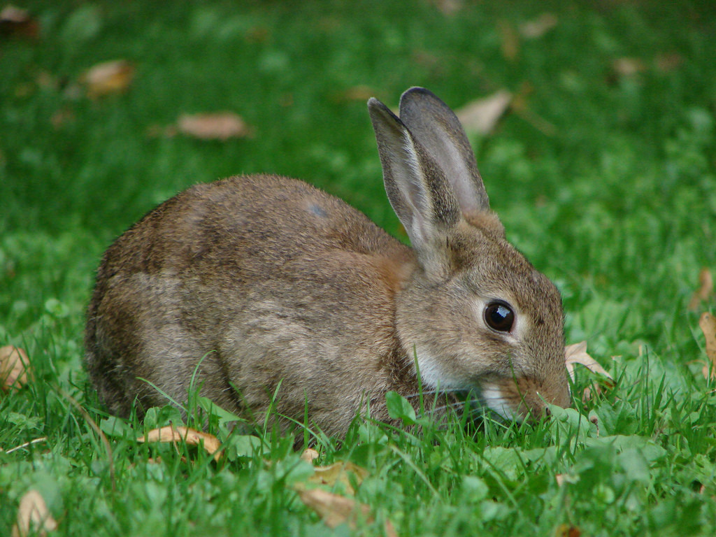 oryctolagus cuniculus, rabbit, european rabbit
