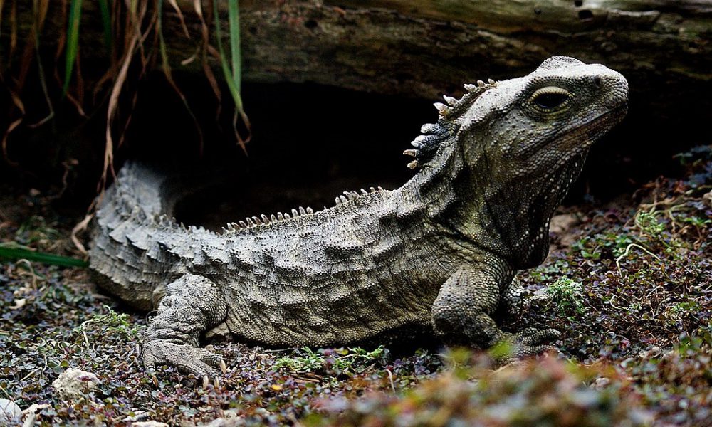 sphenodon punctatus, tuatara, rhynchocephalia